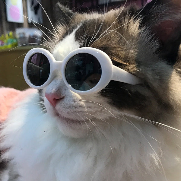 Cat Sunglasses OOTD Outfit Pet Accessory Glass