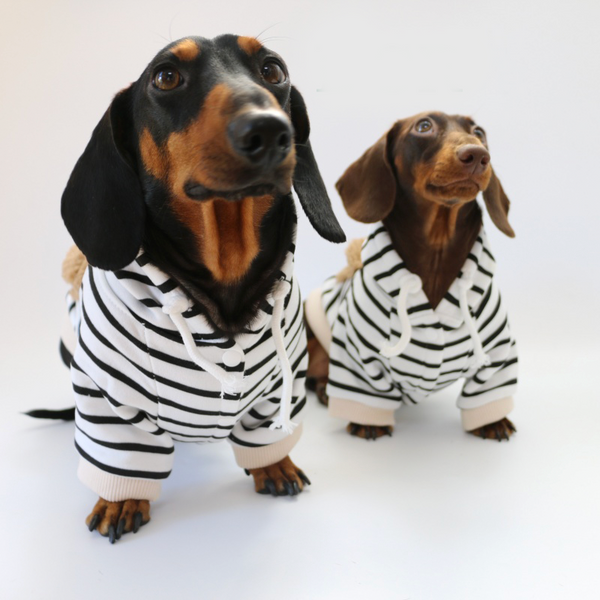 Dachshund Clothes Dog Hoodie Zebra Fleece Pocket with D-Ring