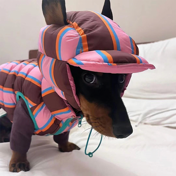 Dachshund Clothes Dog Jacket Padding Coat with Hat Rainbow Stripe