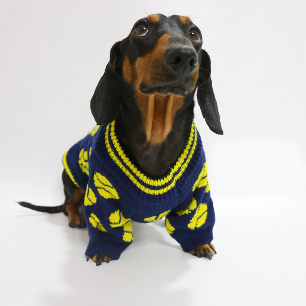 Dachshund Clothes Dog Sweater Cable Knit Baseball Graphic Crewneck