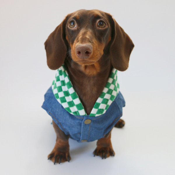 Dachshund Dog Clothes Denim Patchwork Checkered Hooded Button Sweatshirt Jacket