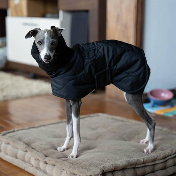 Dog Clothes Padded Coat with Belt Italian Greyhound Whippet