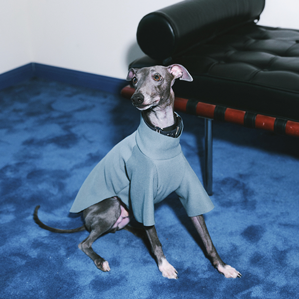 Dog Shirts Pleat T-shirt Italian Greyhound Whippet Clothes