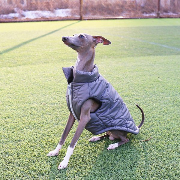 Dog Winter Padded Jacket Vest for Italian greyhound Whippet Clothes