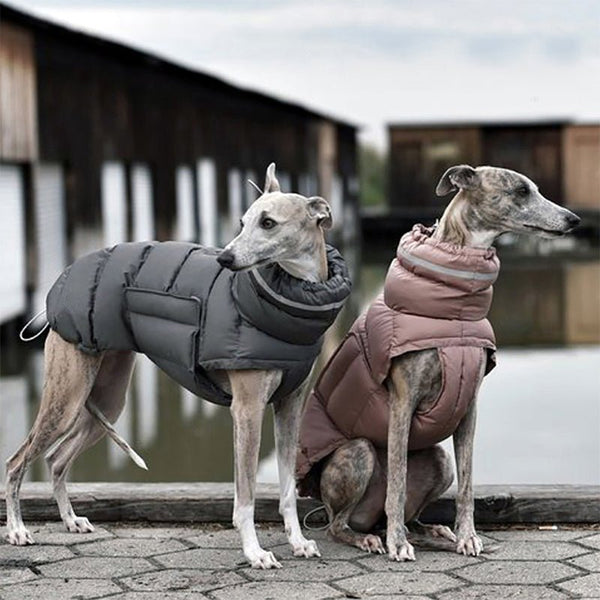 Cotton Padded Jacket Vest for Italian greyhound Whippet