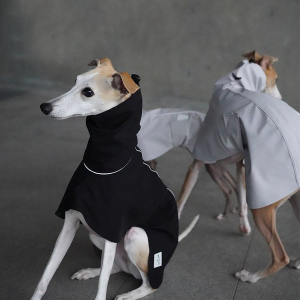 Outdoor Jacket Waterproof Windproof for Italian greyhound Whippet