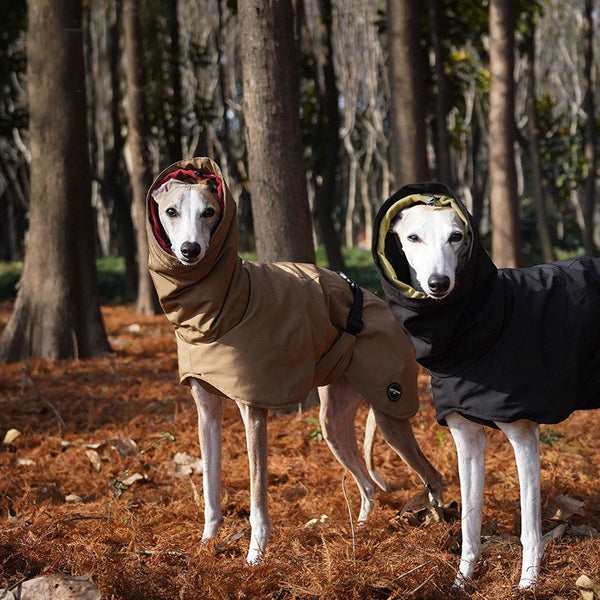 Outdoor Waterproof Jacket Raincoat for Italian greyhound Whippet