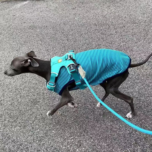 Stripe Shirt Tank Top Italian Greyhound Whippet Dog Clothes