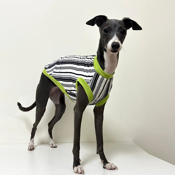 Stripe Shirt Tank Top Italian Greyhound Whippet Dog Clothes